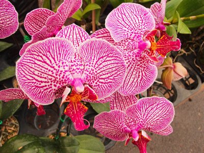 Orchids for Sale