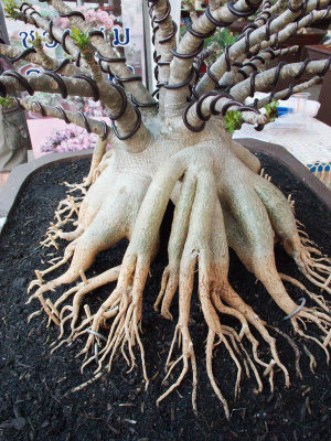 Bonsai Roots