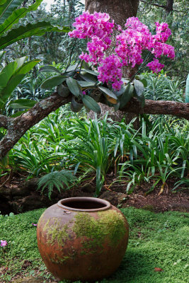 Orchids and Pot
