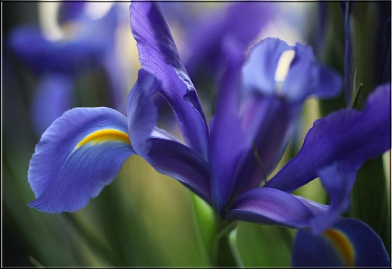 Close up of iris