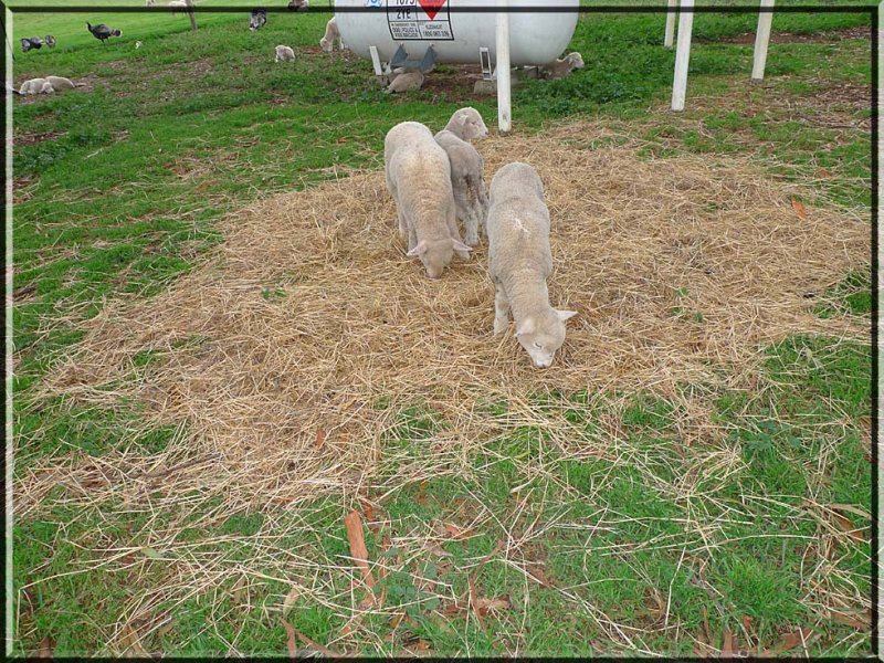 Feeding the lambs