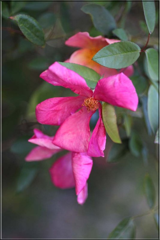 Mutabilis