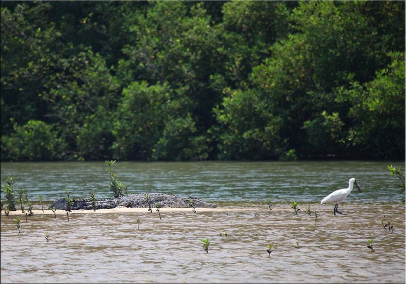 Crocodile Daintree River 03.10.11.03.jpg