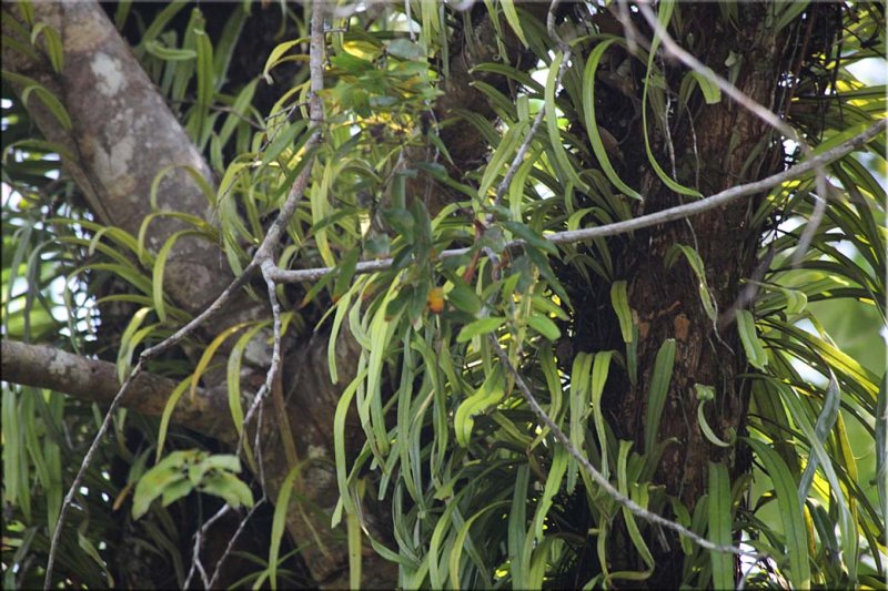 Greenery, Daintree River 03.10.11.04 set 2.jpg