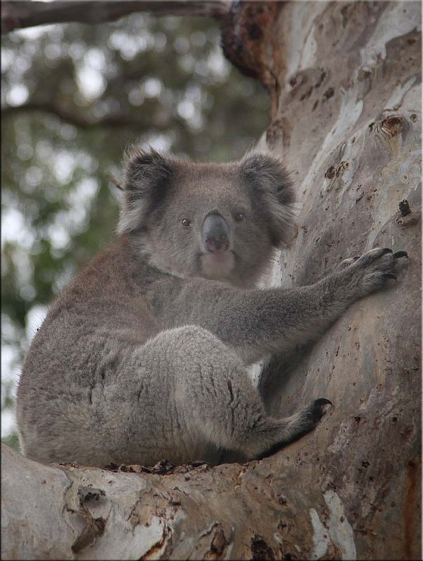 Gum Tree Motel  - (koalas & others)