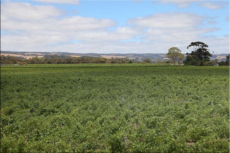 Vines in summer