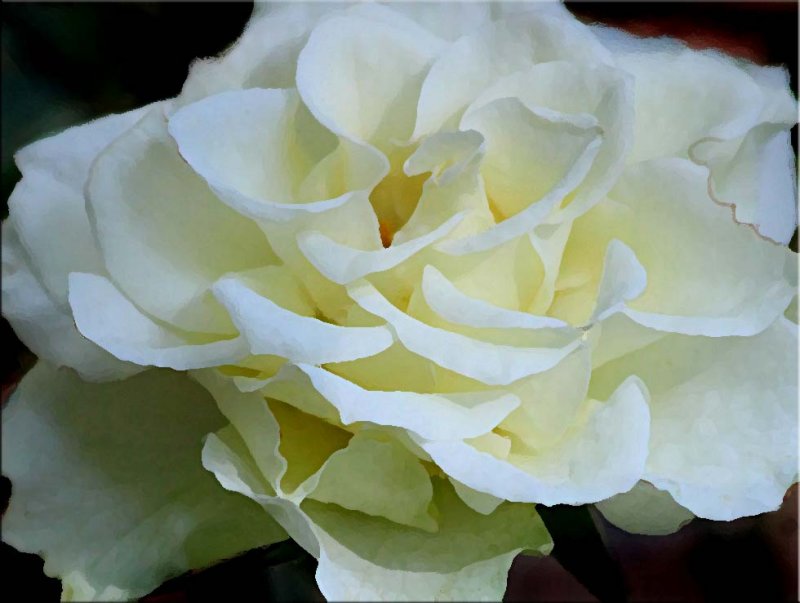 Vanilla rose