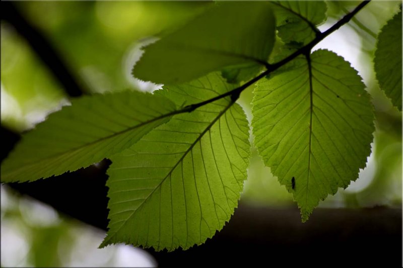 Elm leaves