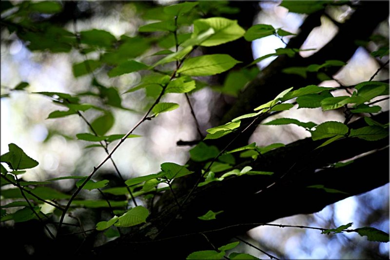 Favourite tree