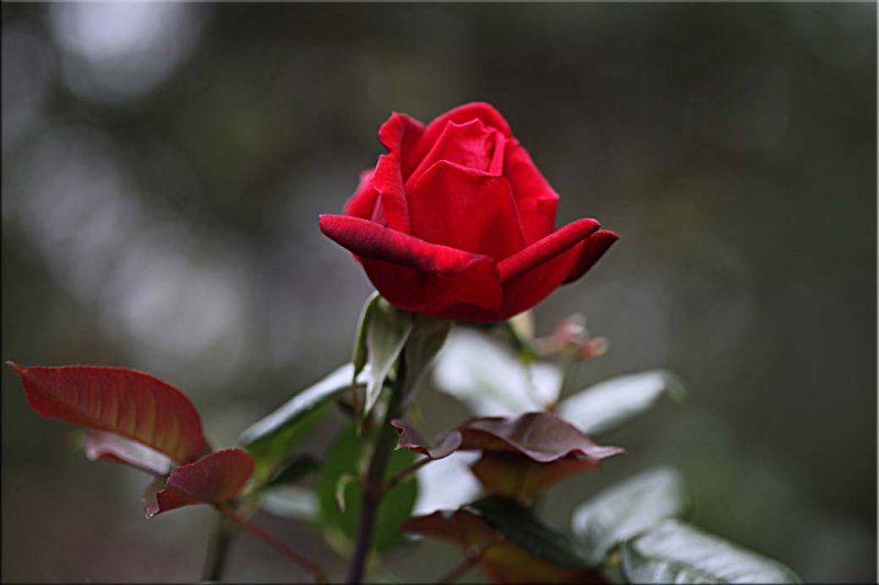 Scented rose