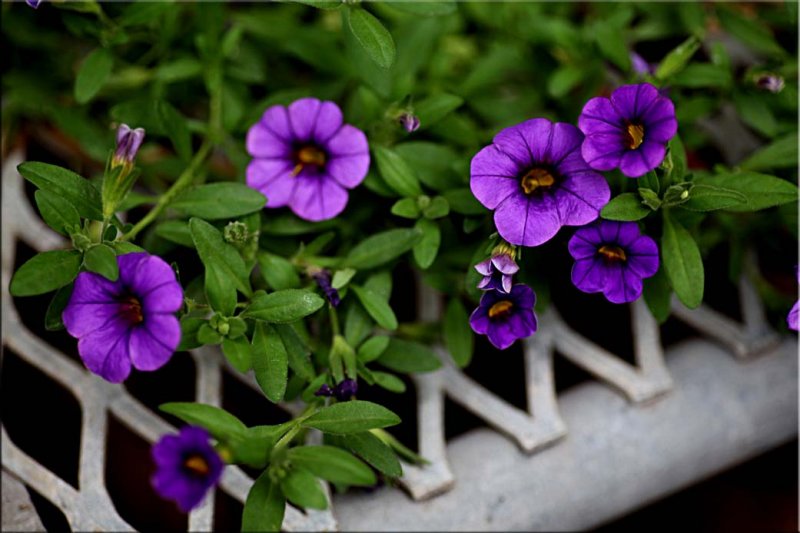 Calibrachoa