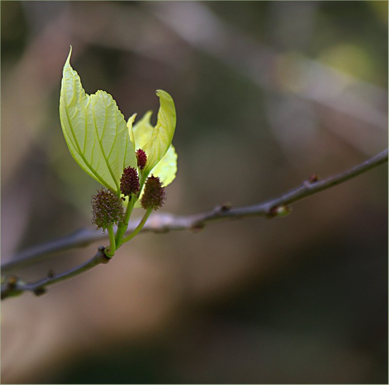 The mulberry