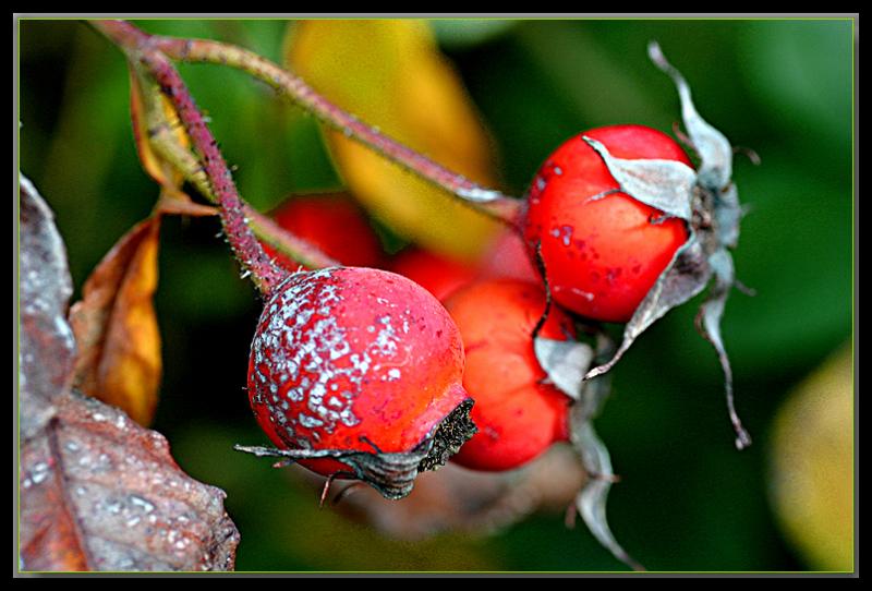 Rosehips on Fritz Nobis