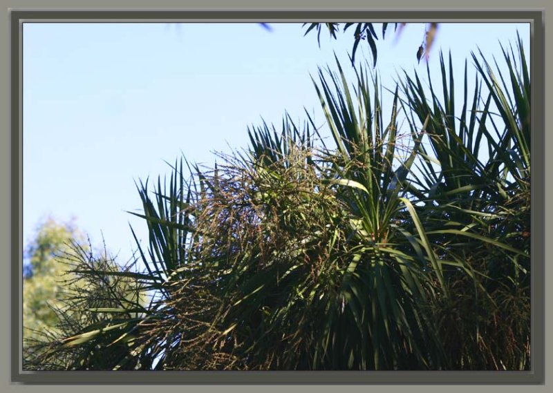 Cabbage palm fronds