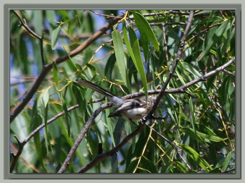 My Second bird shot