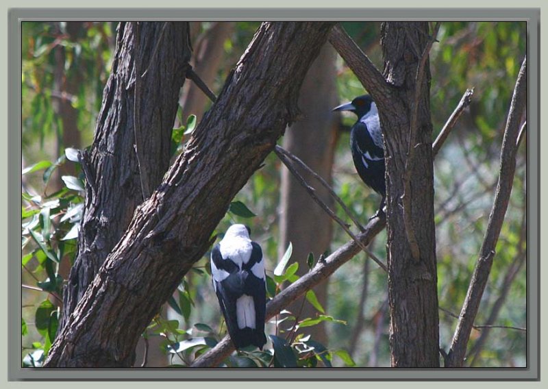 Pair of magpies