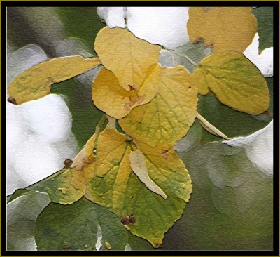 Linden leaves in late summer
