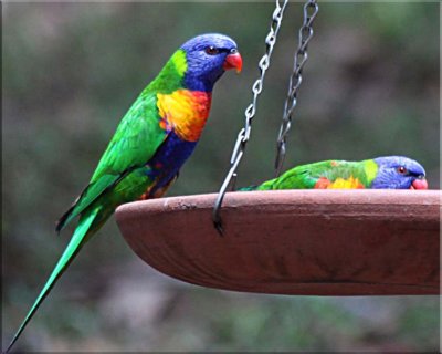Feed time for lorikeets 
