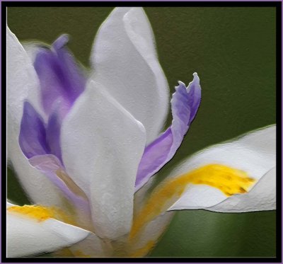 Dietes - wild iris