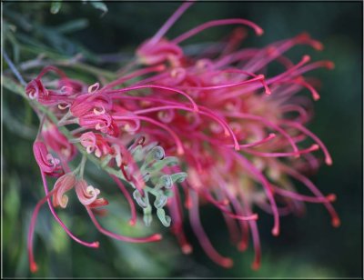 Grevillea