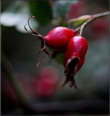 Briar rose hips