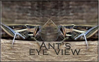 Ant's eye view 