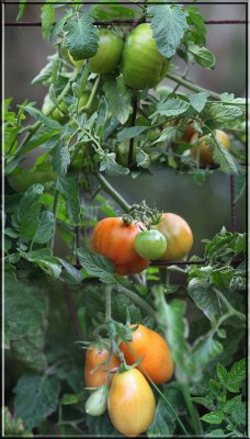 Dicks tomatoes in April 