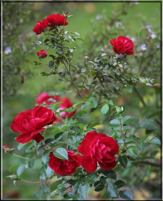 Red roses