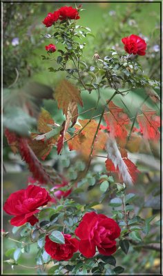 Red roses and autumn vine