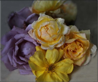 A wintry collection of roses