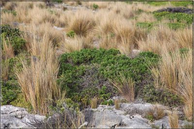 Coastal grasses