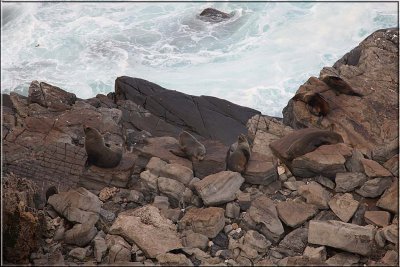 Fur seals on the rocks