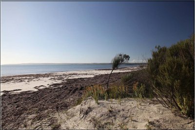 Sunny windswept beach