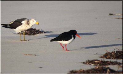 Plover meets gull 