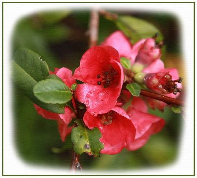 Flowering quince blossom