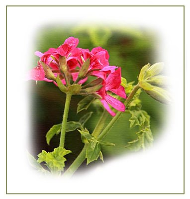 Scented pelargonium, pink