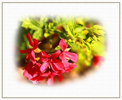 Scented pelargonium, red