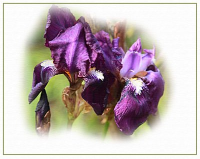 Flag iris, deep purple