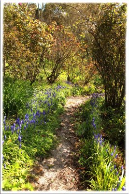 Pathway lined with Muscari