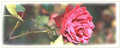 Rose logo.2.jpg