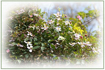 Clematis in spring