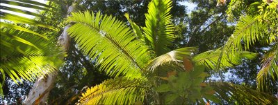 Tropical logo