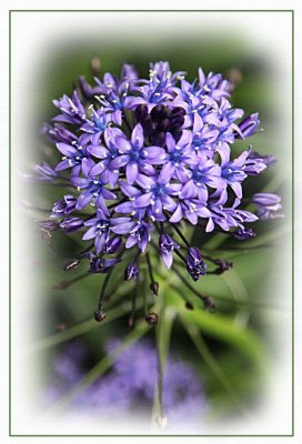 Peruvian Lily