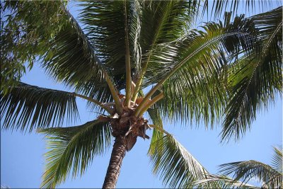 Looking skyward - palms