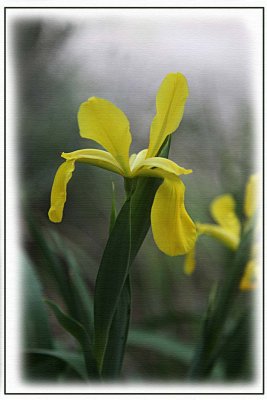 Yellow Iris