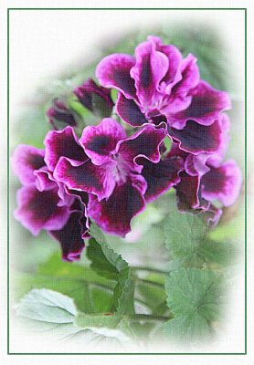Purple pelargoniums