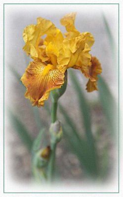 Gold bearded iris