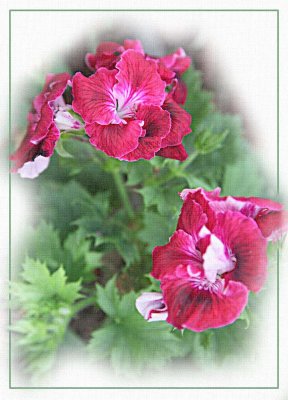 Red pelargoniums regal