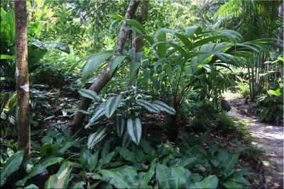 Tropical plants, Cairns B.G. 30.09.11.04.jpg