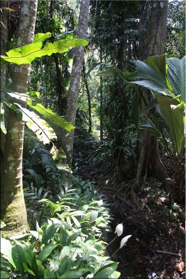 Tropical plants, Cairns B.G. 30.09.11.07.jpg
